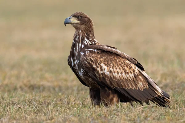 Jonge zeearend die in het voorjaar op het veld staat — Stockfoto