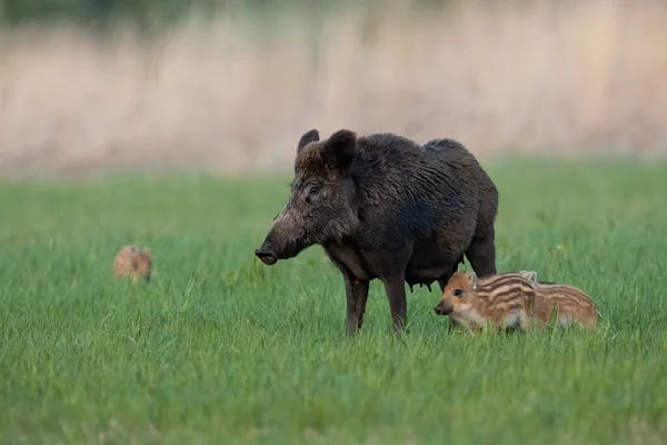 Famille de sangliers debout sur la prairie au printemps — Photo