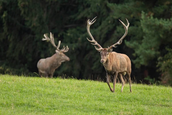 Dva jeleni běhají na pastvinách v letní přírodě — Stock fotografie
