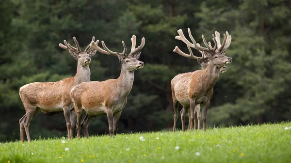 Grupa jelenia czerwonego stojącego na łąkach wiosną — Zdjęcie stockowe