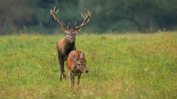 Rutting czerwony jeleń jeleń wąchając zapach hing w rui. — Zdjęcie stockowe