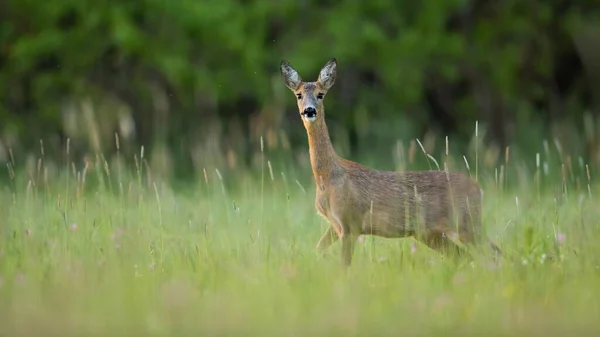 Rehkitz-Weibchen steht im Sommer auf Feld — Stockfoto