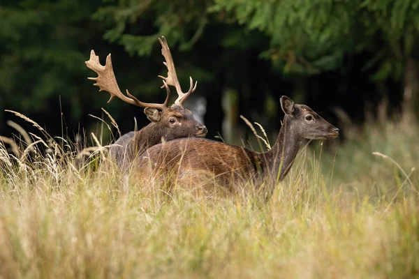 Dois cervos pousio acasalamento na grama longa na natureza outono — Fotografia de Stock