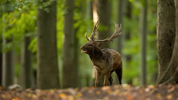 Rådjur som brusar i skogen under ruttnande säsong. — Stockfoto