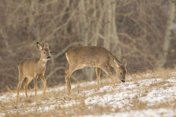 Two roe deer female grazing on field during snowing — Stock Photo, Image