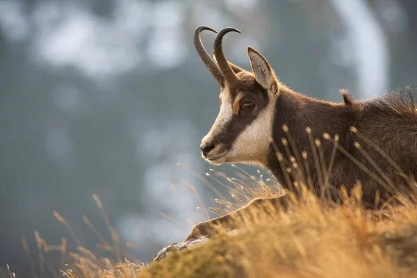 Tatra chamois lying in grass in autumn nature in close-up — Stock Photo, Image