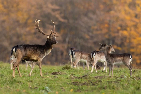 Banda ugorowanych jeleni obserwujących jesienią na polanie. — Zdjęcie stockowe