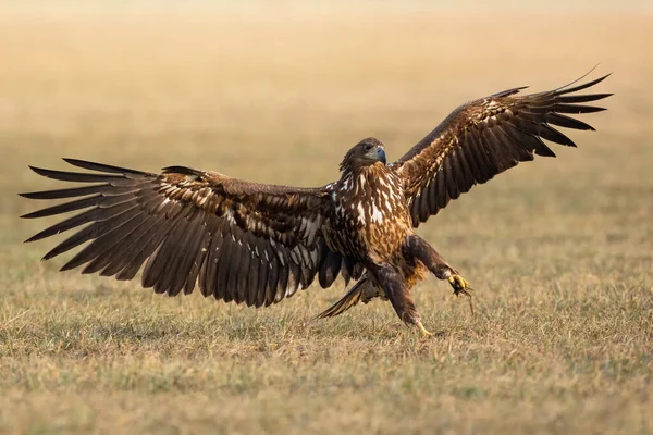 Águila inmadura de cola blanca con alas abiertas en el campo —  Fotos de Stock