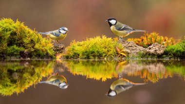 Great tit and eurasian blue tit standing on pond in fall