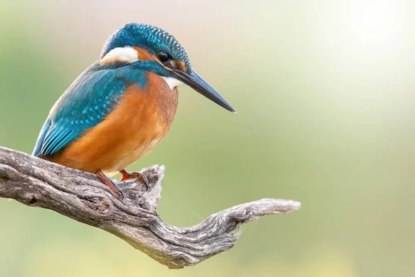 Eisvogel ruht auf Baum mit Platz für Text — Stockfoto