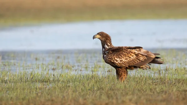 Immature white-tailed eagle looking on swamp in spring — Stock Photo, Image