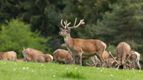 Stádo červených jelenů se sametovými parohy pasoucích se na louce — Stock fotografie