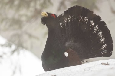 Batı kapari kuşları kışın ormanda lekeleme yapar.