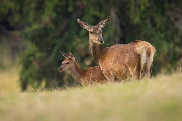 Deux cerfs rouges debout sur le terrain en été nature — Photo