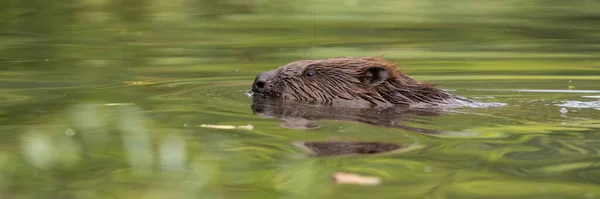 Euroasijský bobr plavání ve vodě v jarní přírodě — Stock fotografie