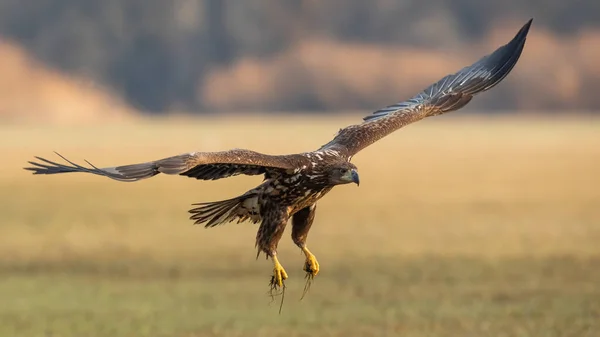 Ювенільний білохвостий орел у польоті над пасовищем — стокове фото