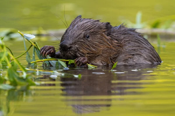 Castor eurasiático húmedo comiendo hojas en pantano en verano —  Fotos de Stock