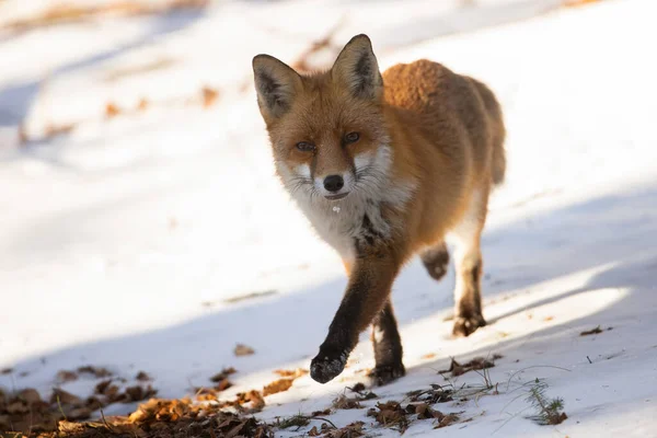 红狐狸在冬日的阳光下看着镜头 — 图库照片