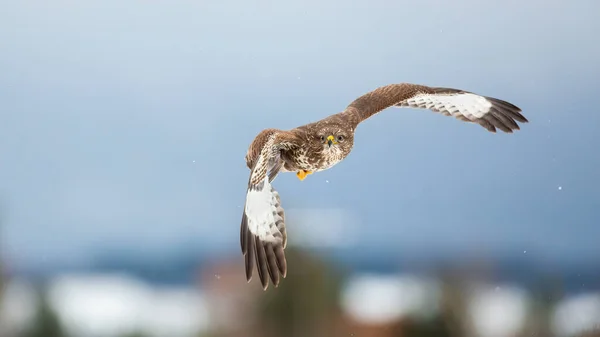 Majestätischer Mäusebussard fliegt im Winter durch die Luft. — Stockfoto