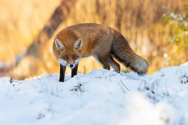Renard roux attentif accroupi sur la prairie en hiver. — Photo