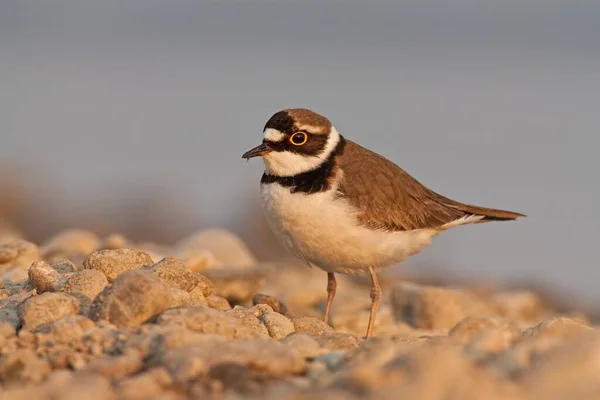 Petit Pluvier annelé, Charadrius dubius . — Photo