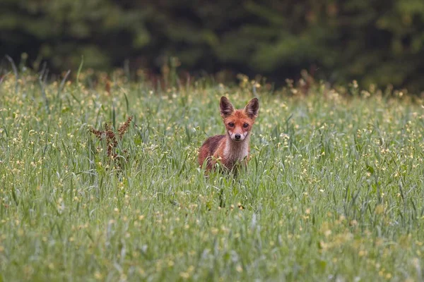 어린 붉은 여우 — 스톡 사진