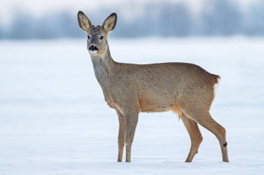 Kışın karlı havada Roe geyiği Capreolus..