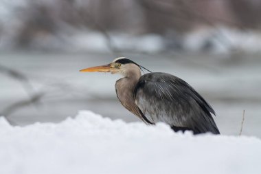 Gri balıkçıl ardea cinerea