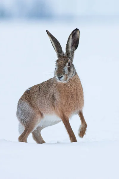 유럽 갈색 토끼 — 스톡 사진