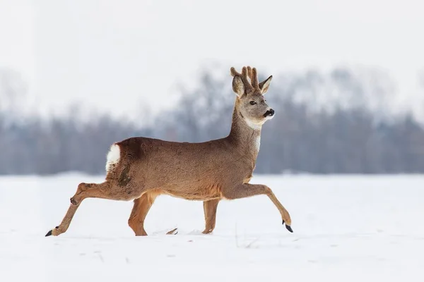 Chevreuil Capreolus capreolus en hiver sur neige. — Photo