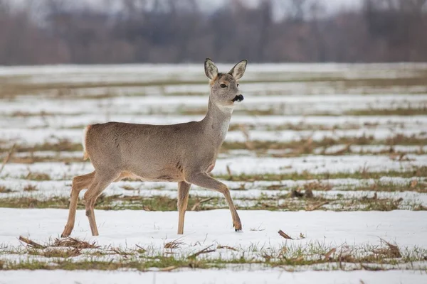 Ciervo Capreolus capreolus en invierno sobre nieve. — Foto de Stock