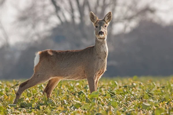 Roe deer, Capreolus capreolus, in het voorjaar — Stockfoto