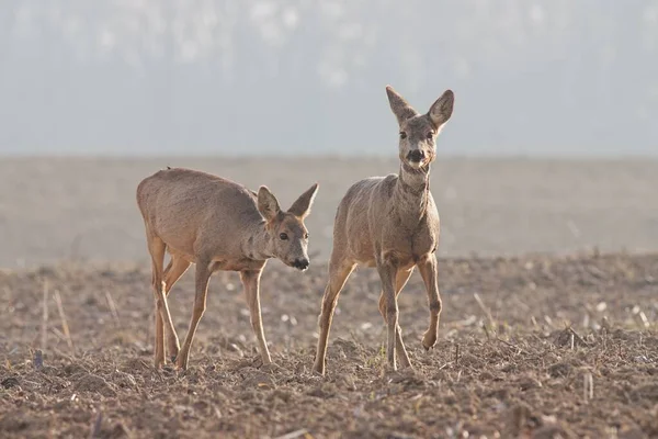 Capreolus capreolus, δύο Roe Deer περπάτημα — Φωτογραφία Αρχείου