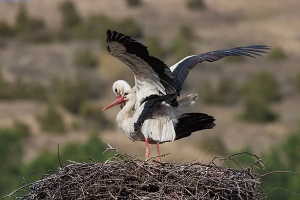 Cigognes blanches, Ciconia ciconia, accouplement dans le nid. — Photo