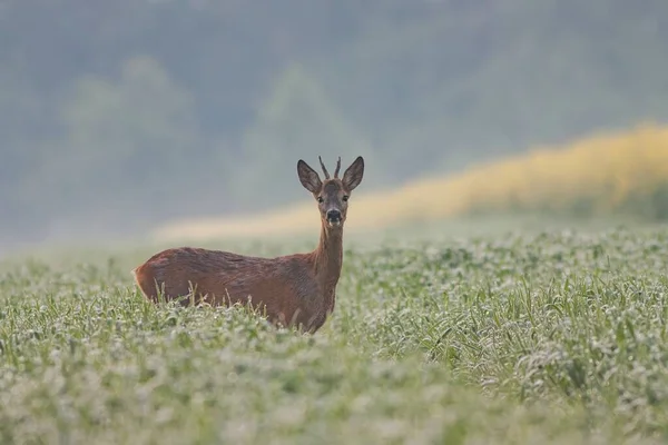 Roe dee, capreolus capreolus, buck na polu pokrytym rosą. — Zdjęcie stockowe