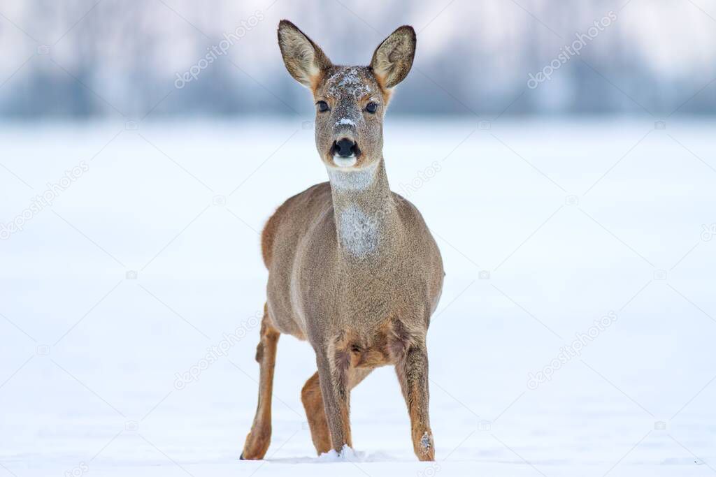 Roe deer Capreolus capreolus in winter on snow.