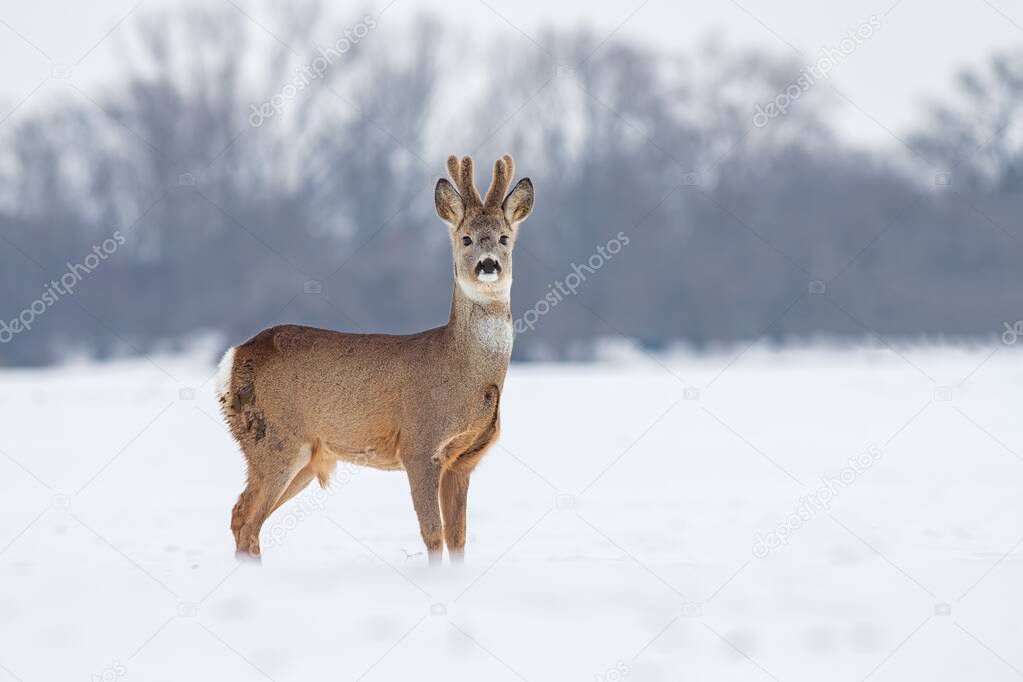 Roe deer Capreolus capreolus in winter on snow.