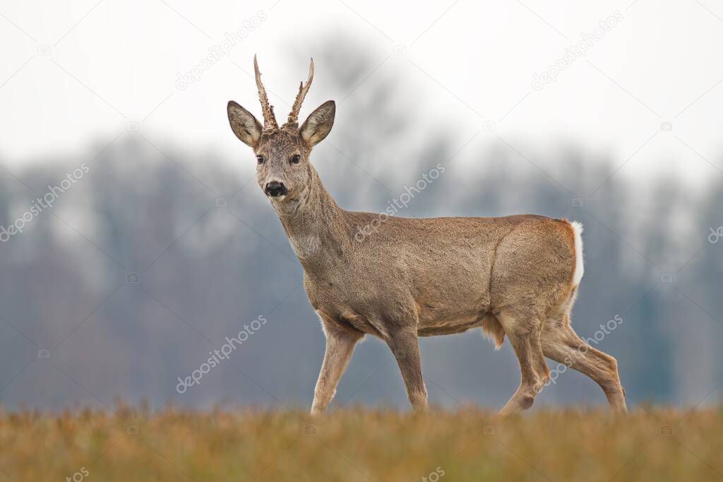 Roe deer buck in spring with new antlers