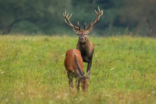 Veado vermelho observando uma corça pastando em um campo de feno verde na época de acasalamento. — Fotografia de Stock