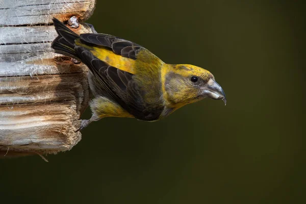 Red crossbill male climbing on wood in garden in summer. — Stock Photo, Image