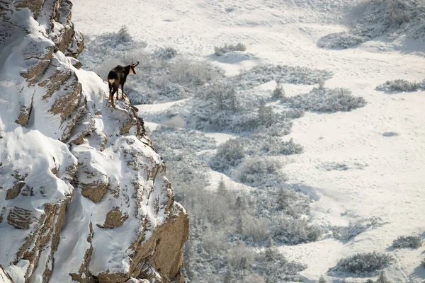 Tatra zámiš lezení skalnaté úbočí pokryté sněhem a pohled dolů — Stock fotografie