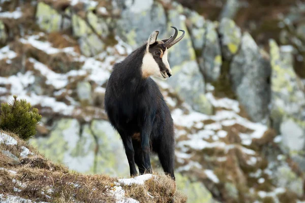 Tatra chamois standing on rocks in winter — Stock Photo, Image