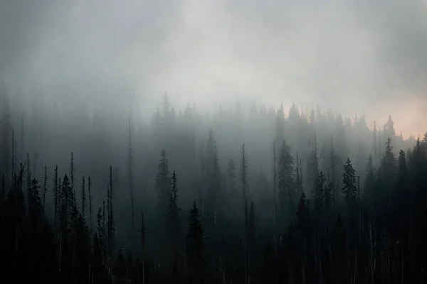 Foresta oscura nella nebbia misteriosa in autunno mattina. — Foto Stock