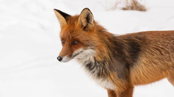 Rode vos staand op sneeuw in de winter in close-up — Stockfoto