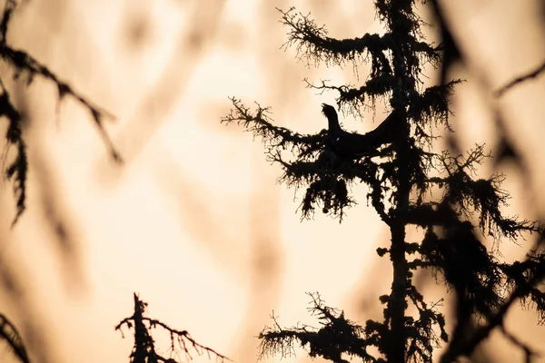 Silhouette di capercaillie occidentale lekking su albero — Foto Stock