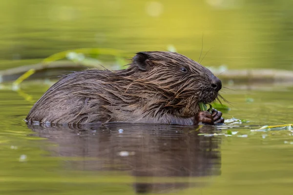 Eurasian beaver biting leaves in green water in spring — Stock Photo, Image
