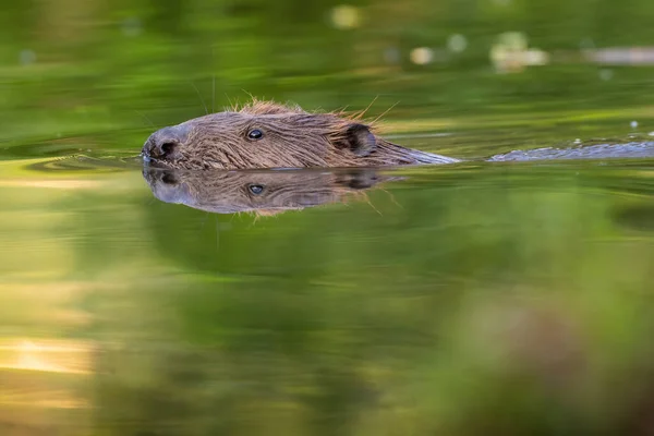 Eurasian castor espreitando para fora da água na primavera natureza — Fotografia de Stock