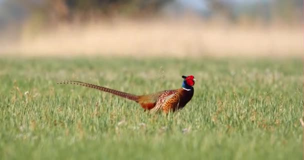 Faisan commun mâle marchant sur une prairie verte au printemps — Video