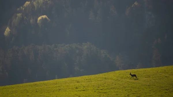 Rehe laufen auf Feld mit Hügeln im Hintergrund — Stockfoto