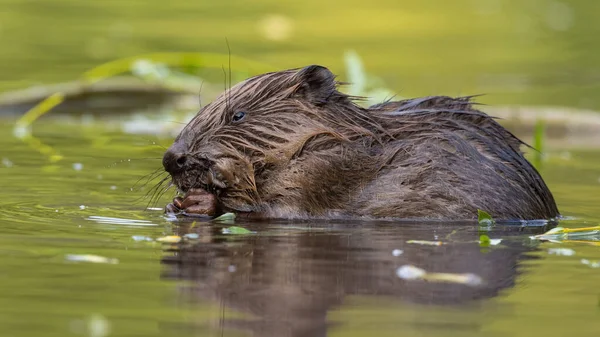 Molhado eurasian castor mordendo no rio no primavera — Fotografia de Stock